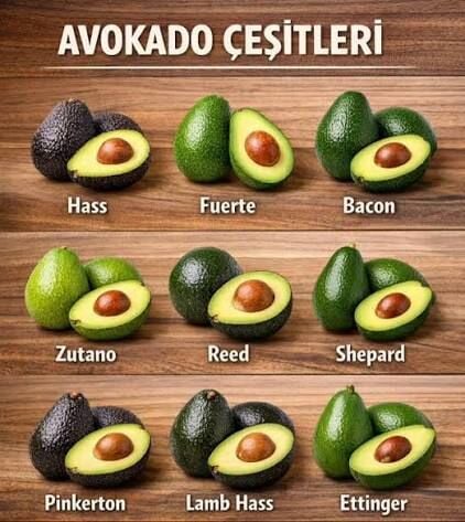 Avokado Çeşitleri Nelerdir? Kökeninden Hasat Zamanına Kapsamlı Rehber