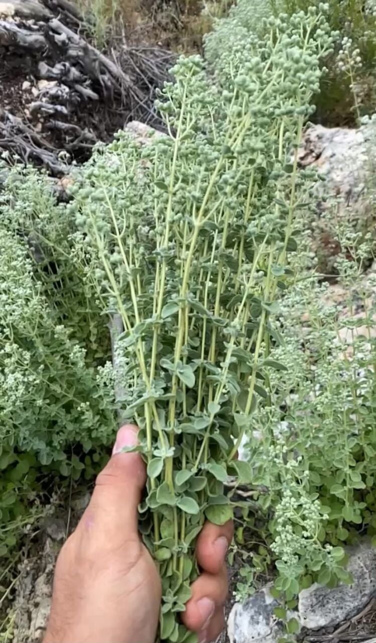 Bilye Kekik Nedir, Faydaları Neler? Akdeniz’in Eşsiz Kokusu
