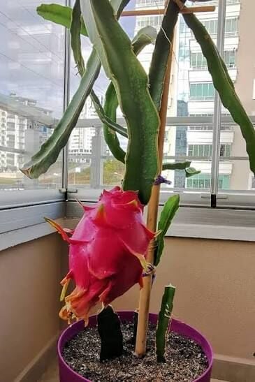 Ejder Meyvesi Ağacı Nedir? Pitaya Kaktüsü Özellikleri