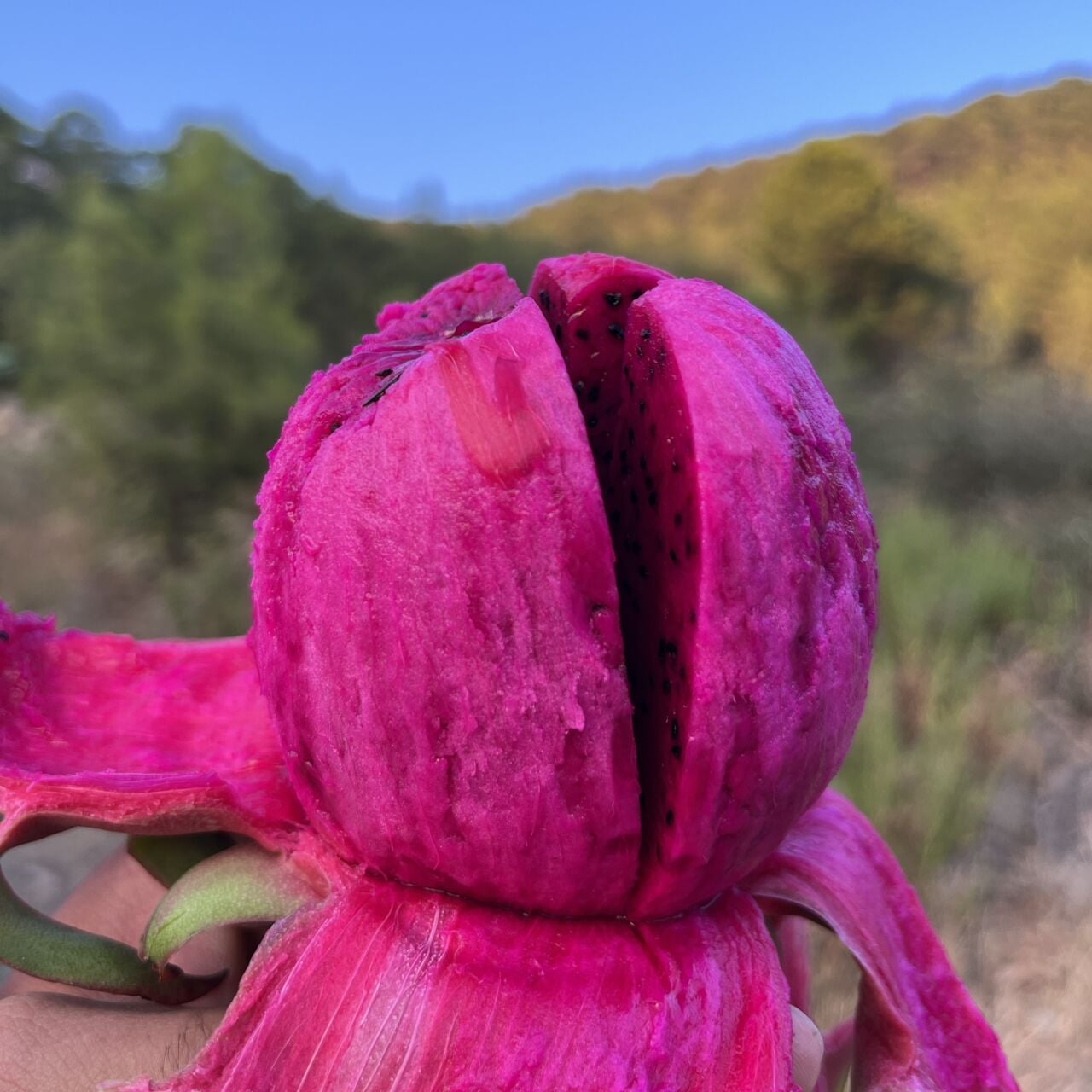 Kırmızı Ejder Meyvesi Faydaları Nelerdir? Pitaya Özellikleri