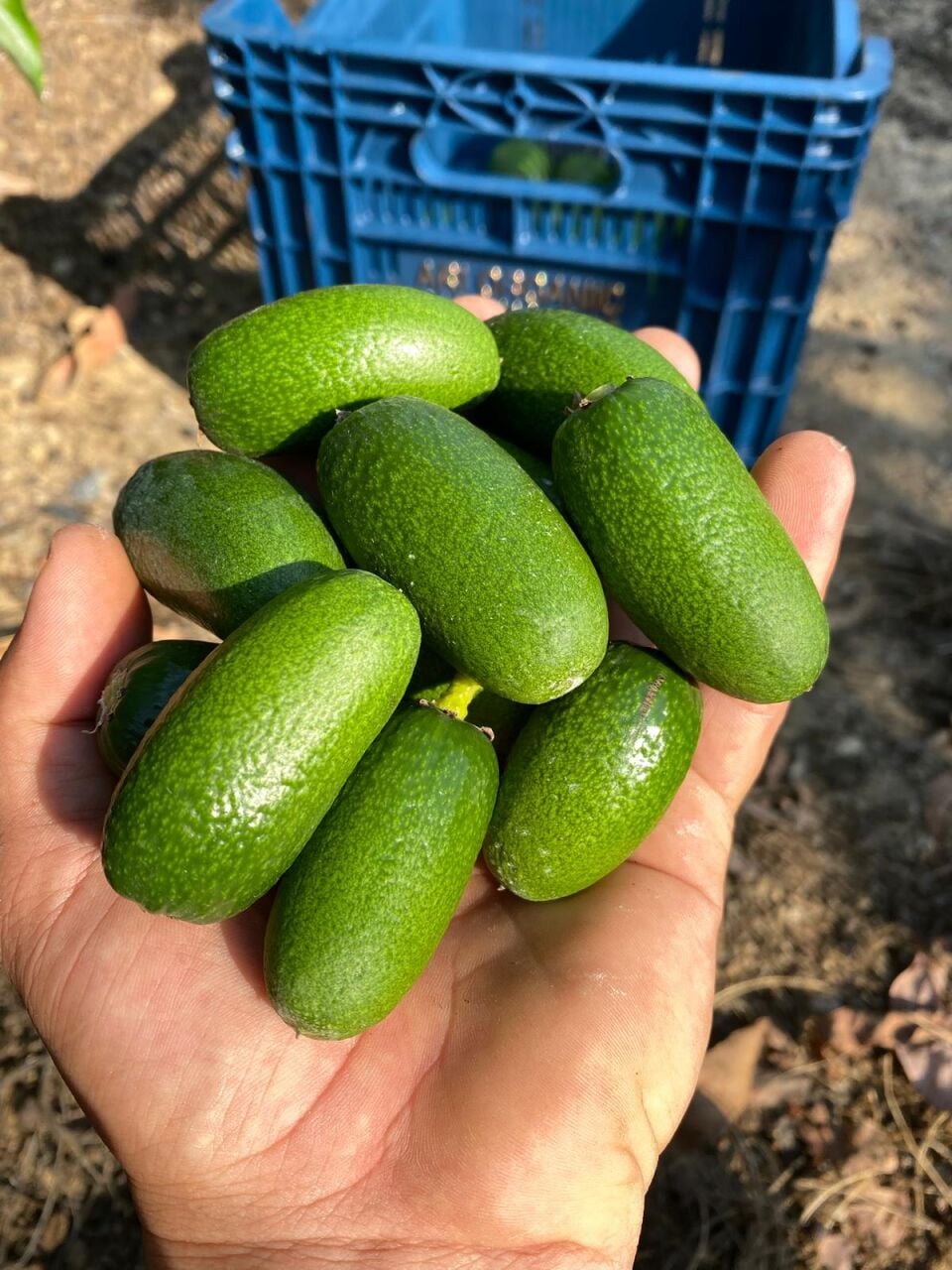 Baby Avokado Nedir? Çekirdeksiz Avokado Özellikleri ve Faydaları