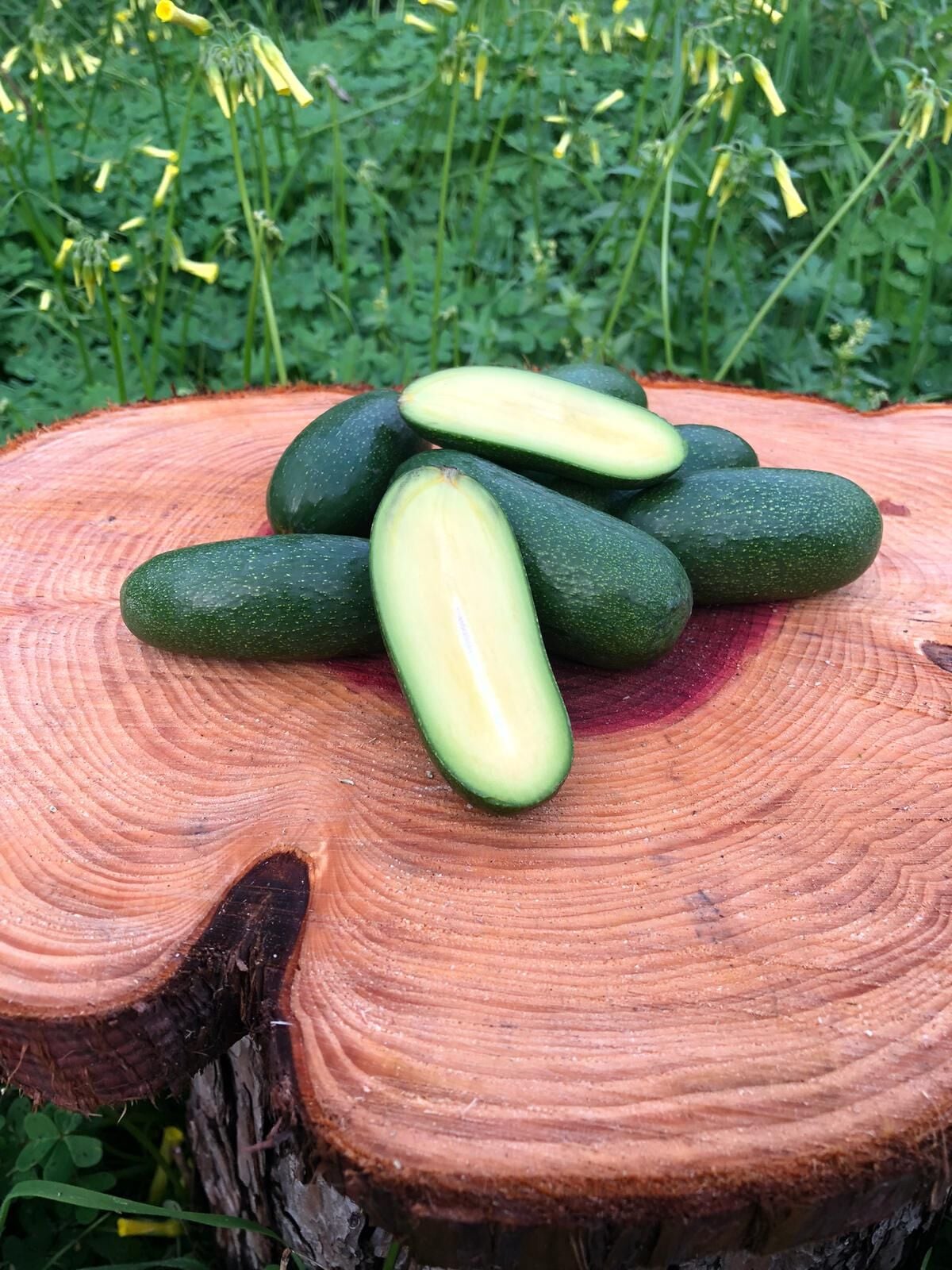 Bebek Avokado 1kg