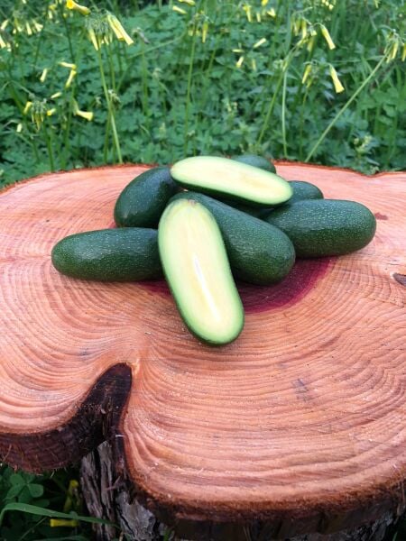 Bebek Avokado 1kg